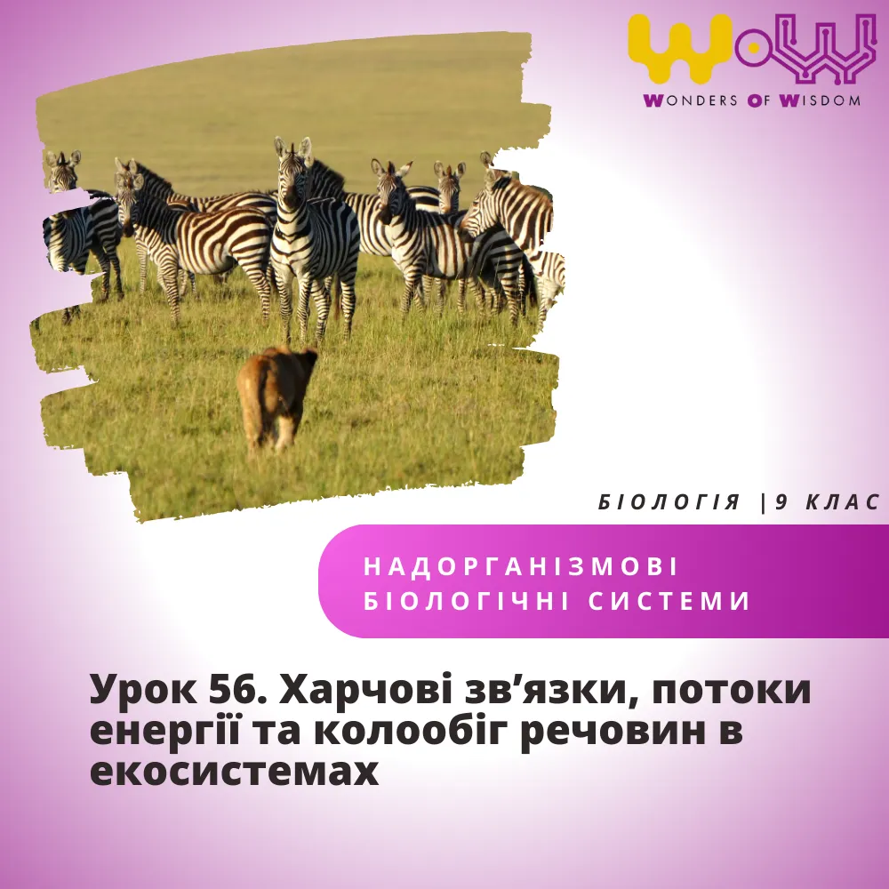 Харчові зв’язки, потоки енергії та колообіг речовин в екосистемах